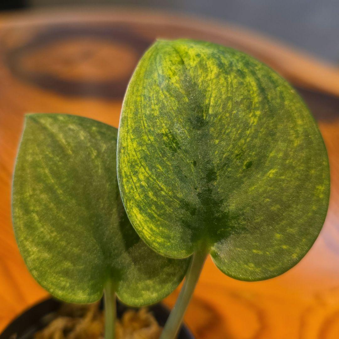 極斑 発根済み 鉢ごと【スキンダプサス エキゾチカ ホログラム バリエガータ】