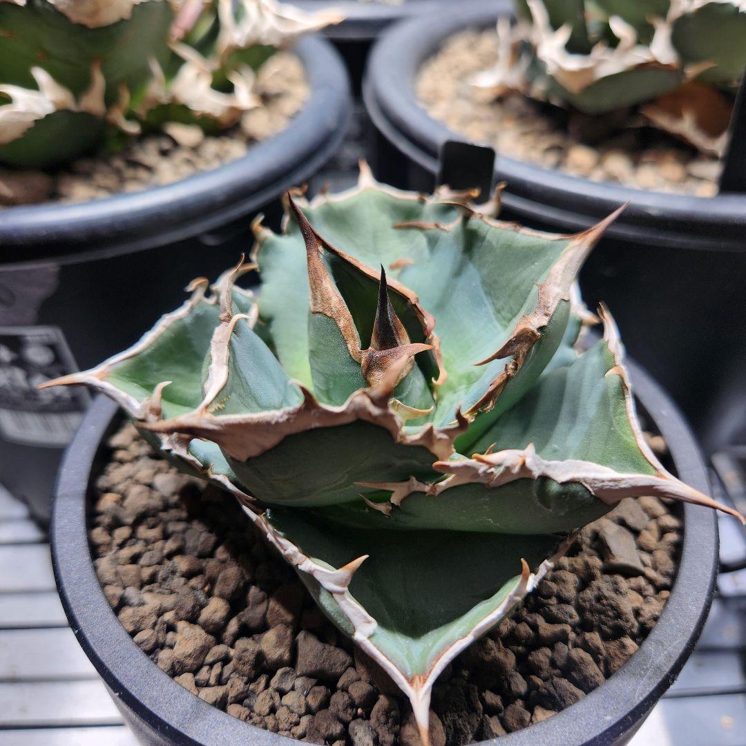 345＊コレクション株＊【3.7写真更新】アガベオテロイ 実生