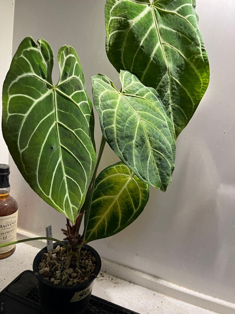 Anthurium Regale x Crystalium アンスリウム