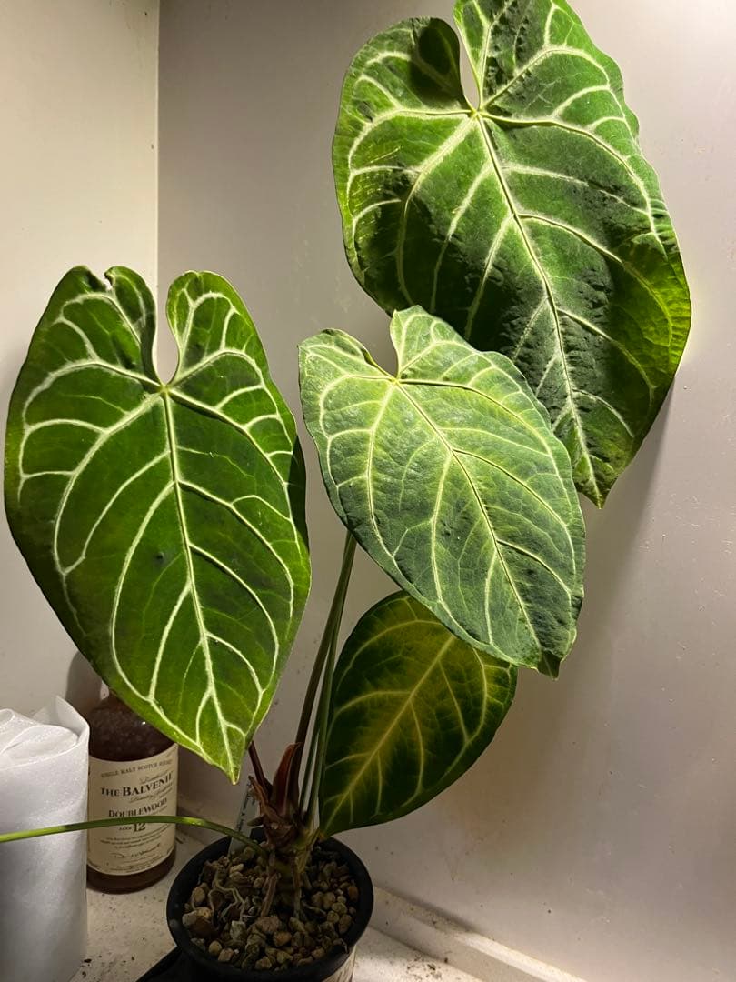 Anthurium Regale x Crystalium アンスリウム