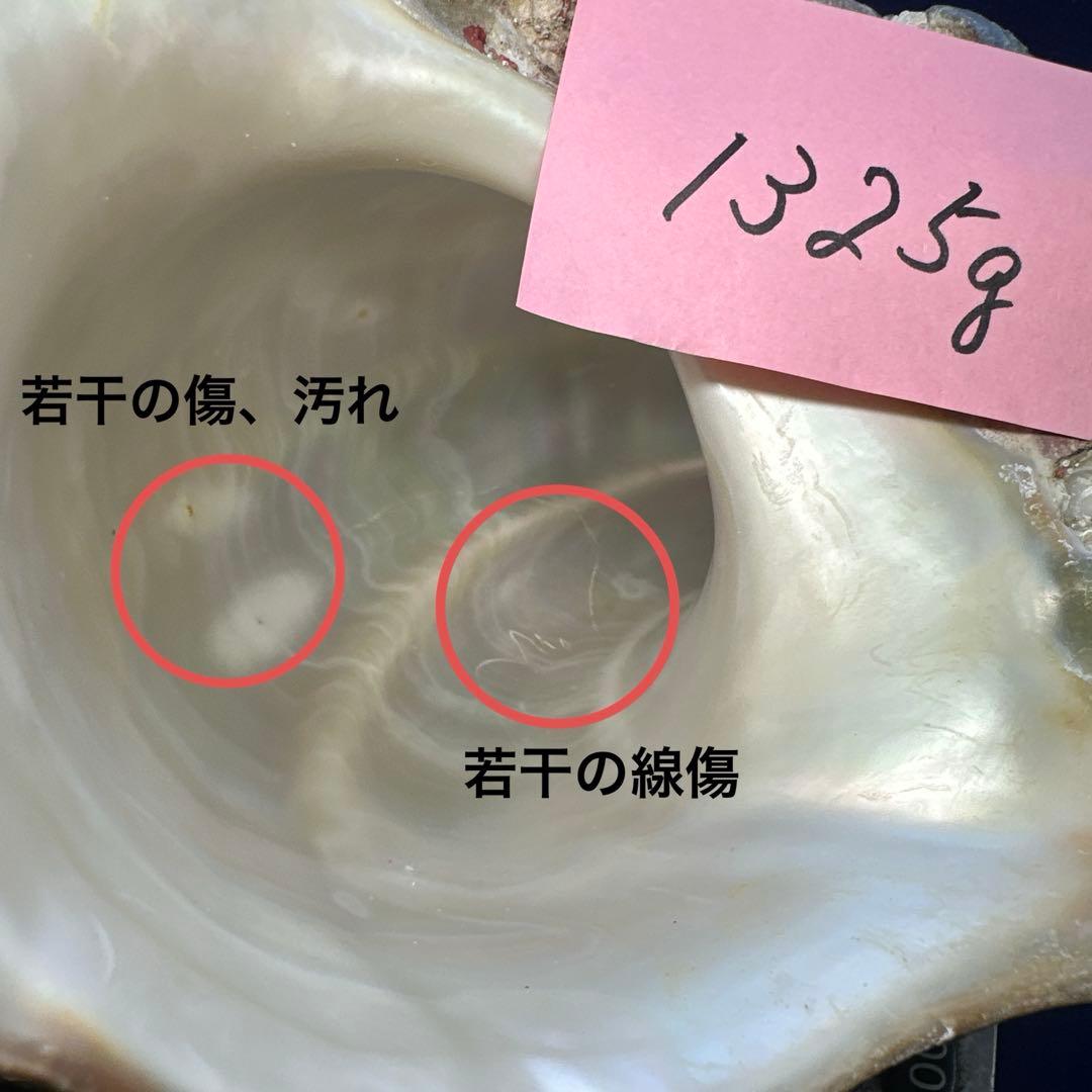 特大夜光貝　ヤコウ貝　まとめ売り　16個　　22、6kg アクセサリー　ルアー