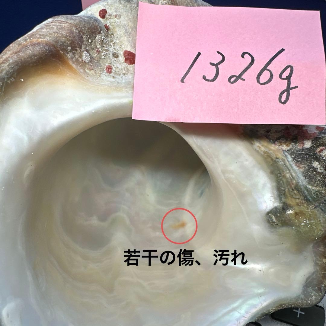 特大夜光貝　ヤコウ貝　まとめ売り　16個　　22、6kg アクセサリー　ルアー