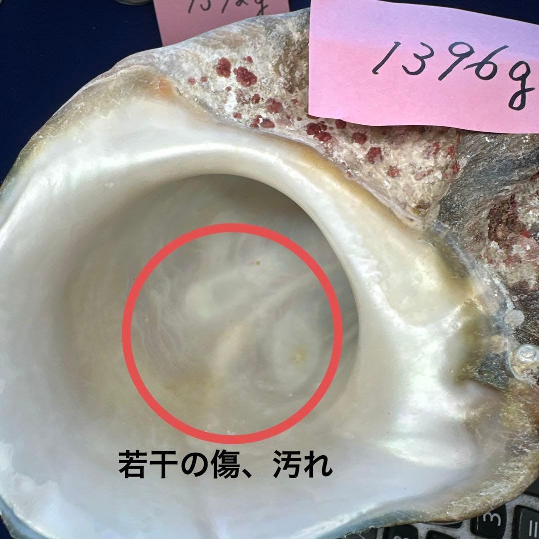 特大夜光貝　ヤコウ貝　まとめ売り　16個　　22、6kg アクセサリー　ルアー