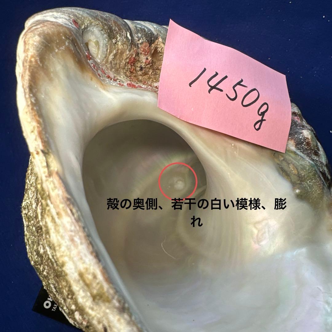 特大夜光貝　ヤコウ貝　まとめ売り　16個　　22、6kg アクセサリー　ルアー
