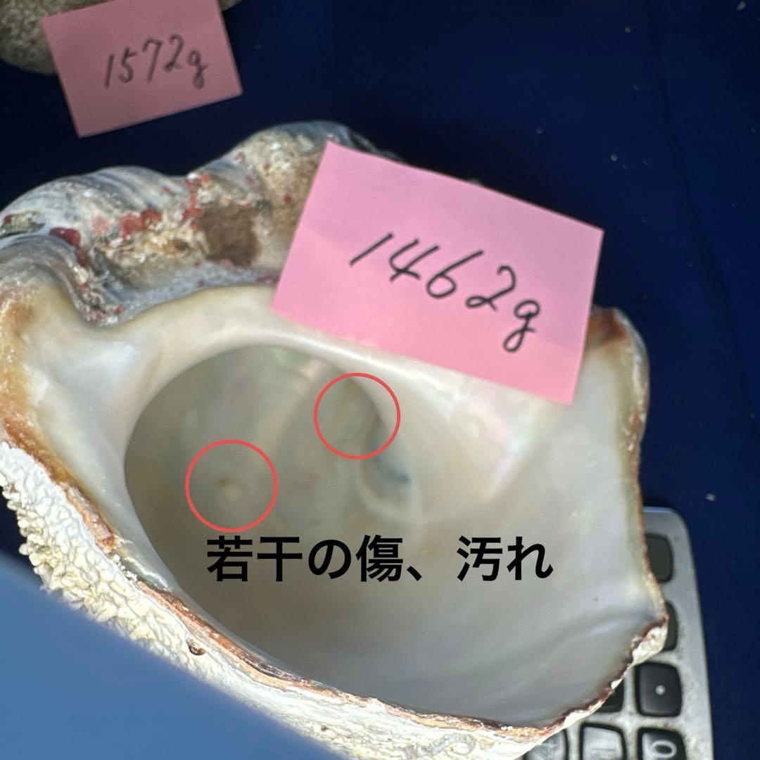 特大夜光貝　ヤコウ貝　まとめ売り　16個　　22、6kg アクセサリー　ルアー