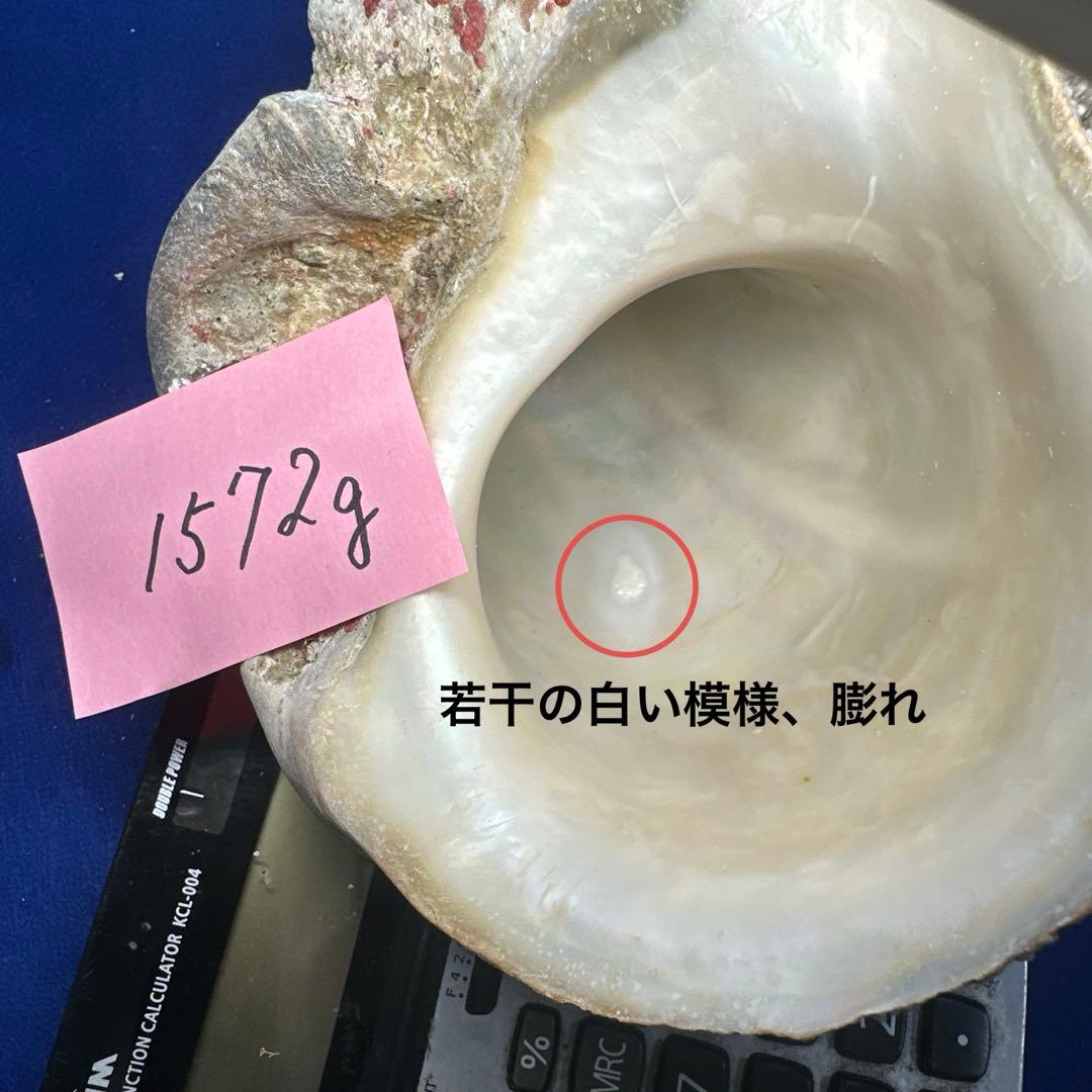特大夜光貝　ヤコウ貝　まとめ売り　16個　　22、6kg アクセサリー　ルアー