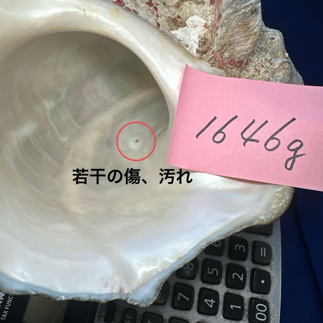 特大夜光貝　ヤコウ貝　まとめ売り　16個　　22、6kg アクセサリー　ルアー