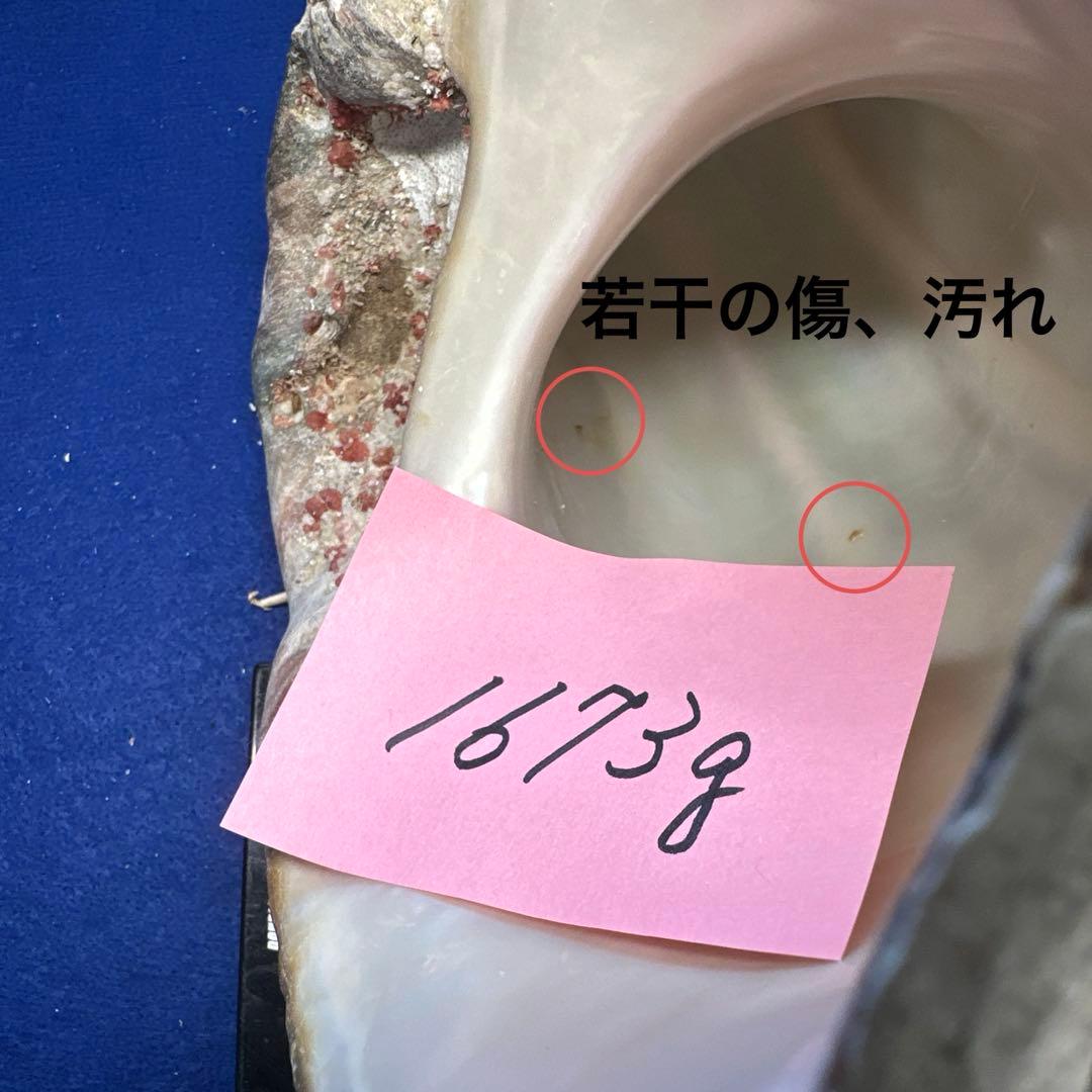 特大夜光貝　ヤコウ貝　まとめ売り　16個　　22、6kg アクセサリー　ルアー