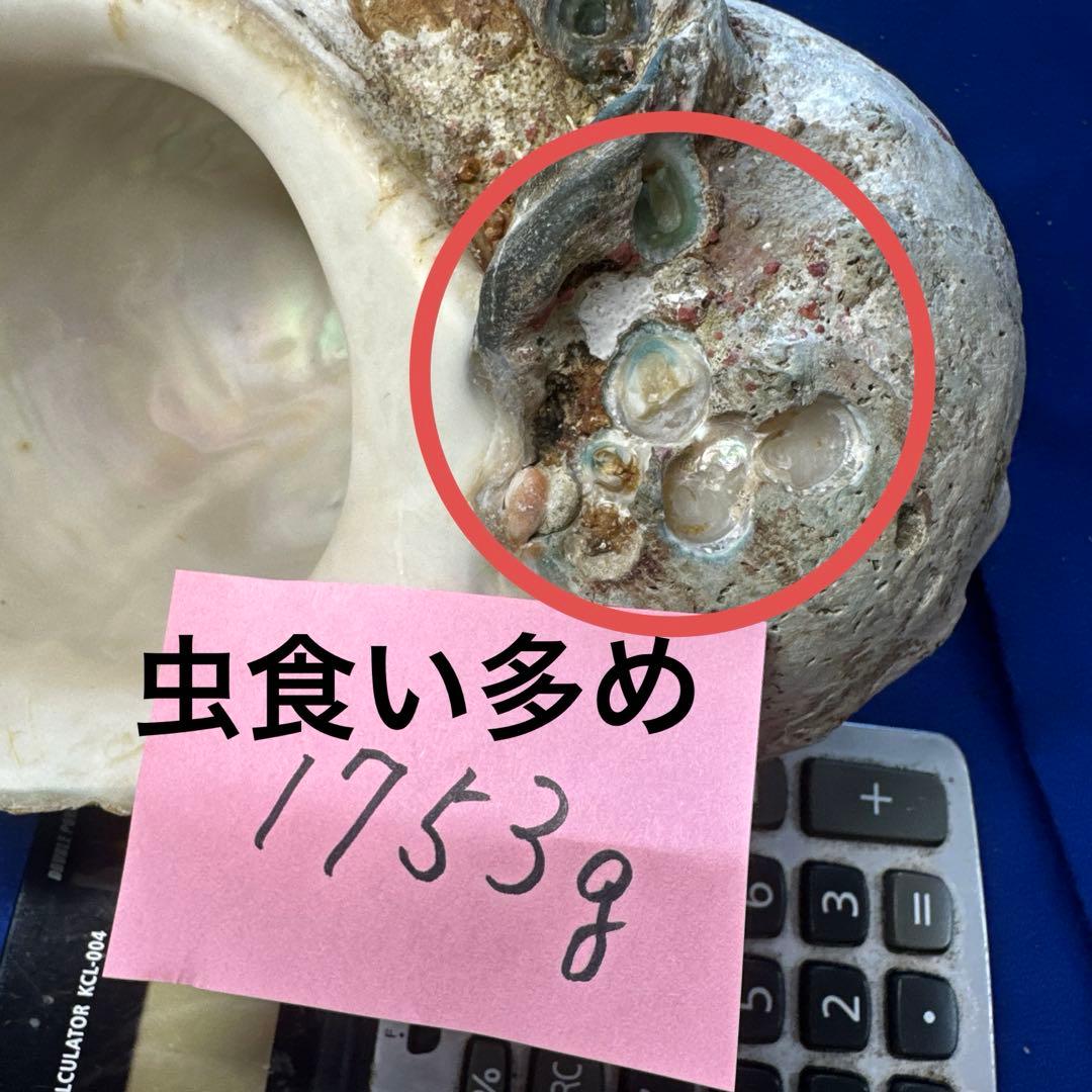 特大夜光貝　ヤコウ貝　まとめ売り　16個　　22、6kg アクセサリー　ルアー