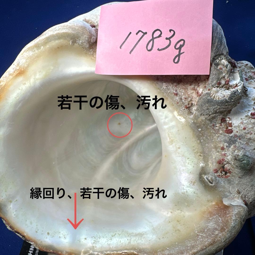 特大夜光貝　ヤコウ貝　まとめ売り　16個　　22、6kg アクセサリー　ルアー