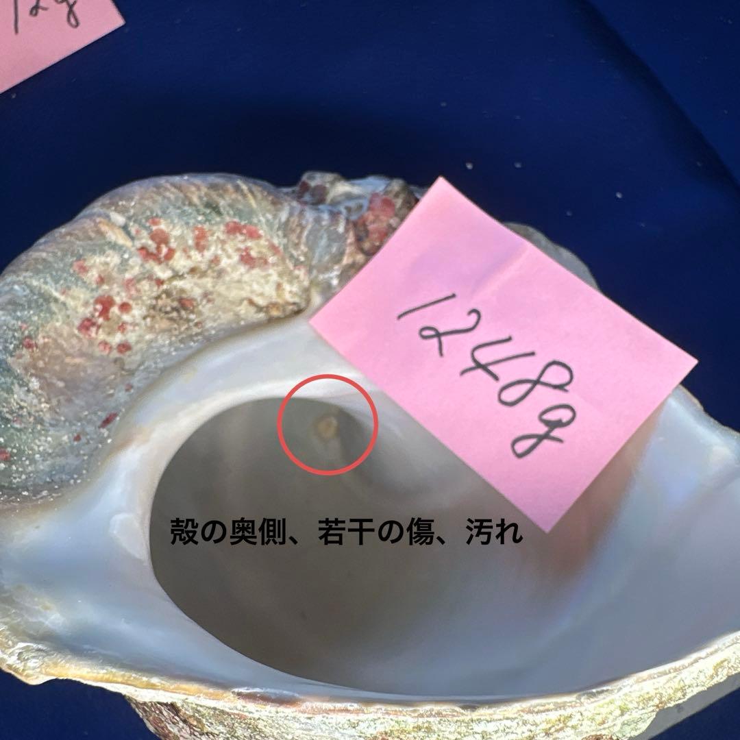 特大夜光貝　ヤコウ貝　まとめ売り　16個　　22、6kg アクセサリー　ルアー