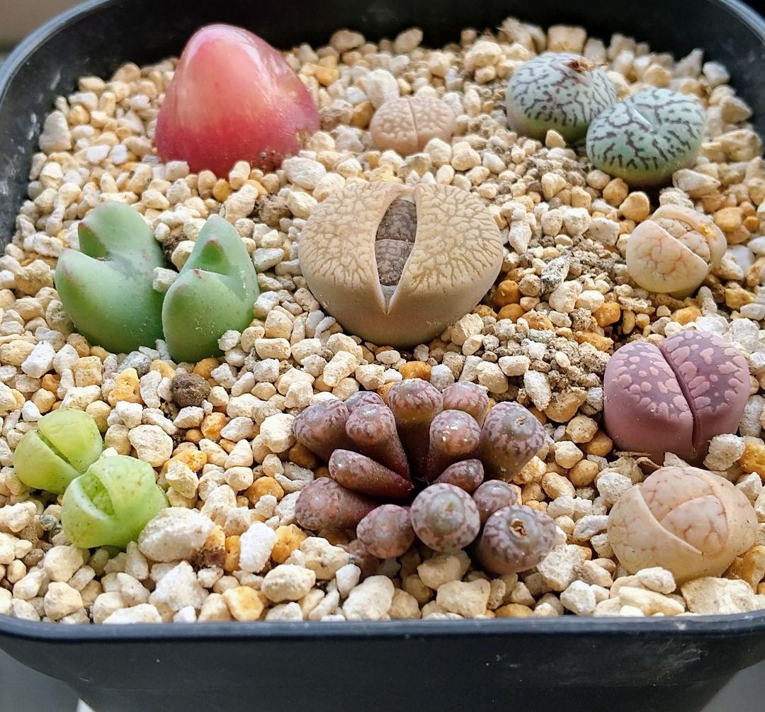 コノフィツム、リトープス寄せ植え