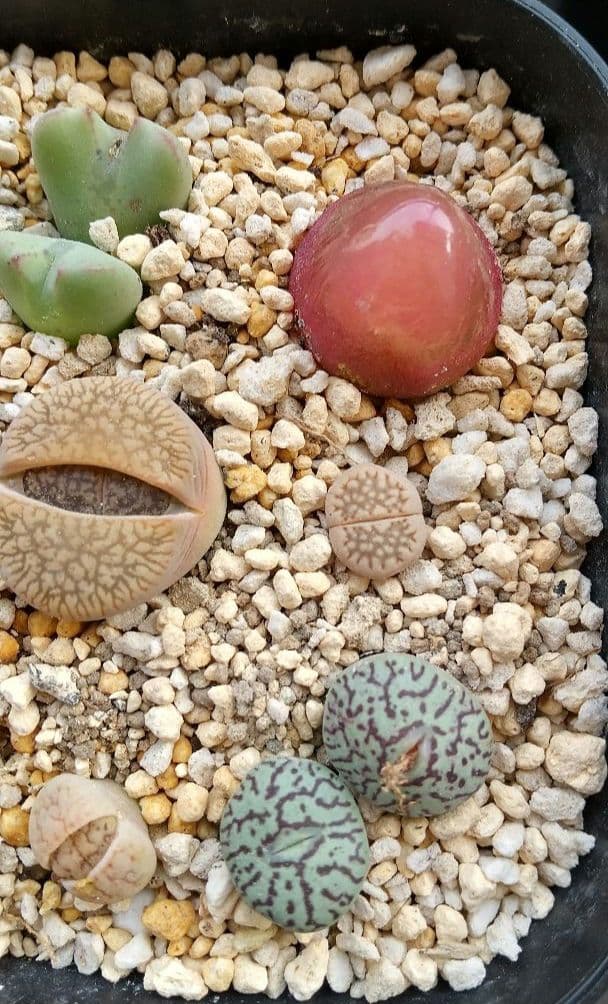 コノフィツム、リトープス寄せ植え