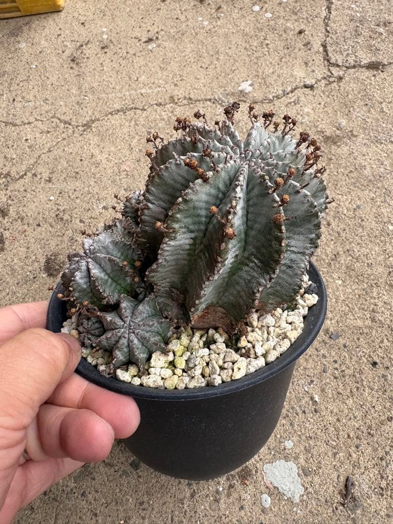 ユーフォルビア ホリダ 輸入球 鉢ごと発送