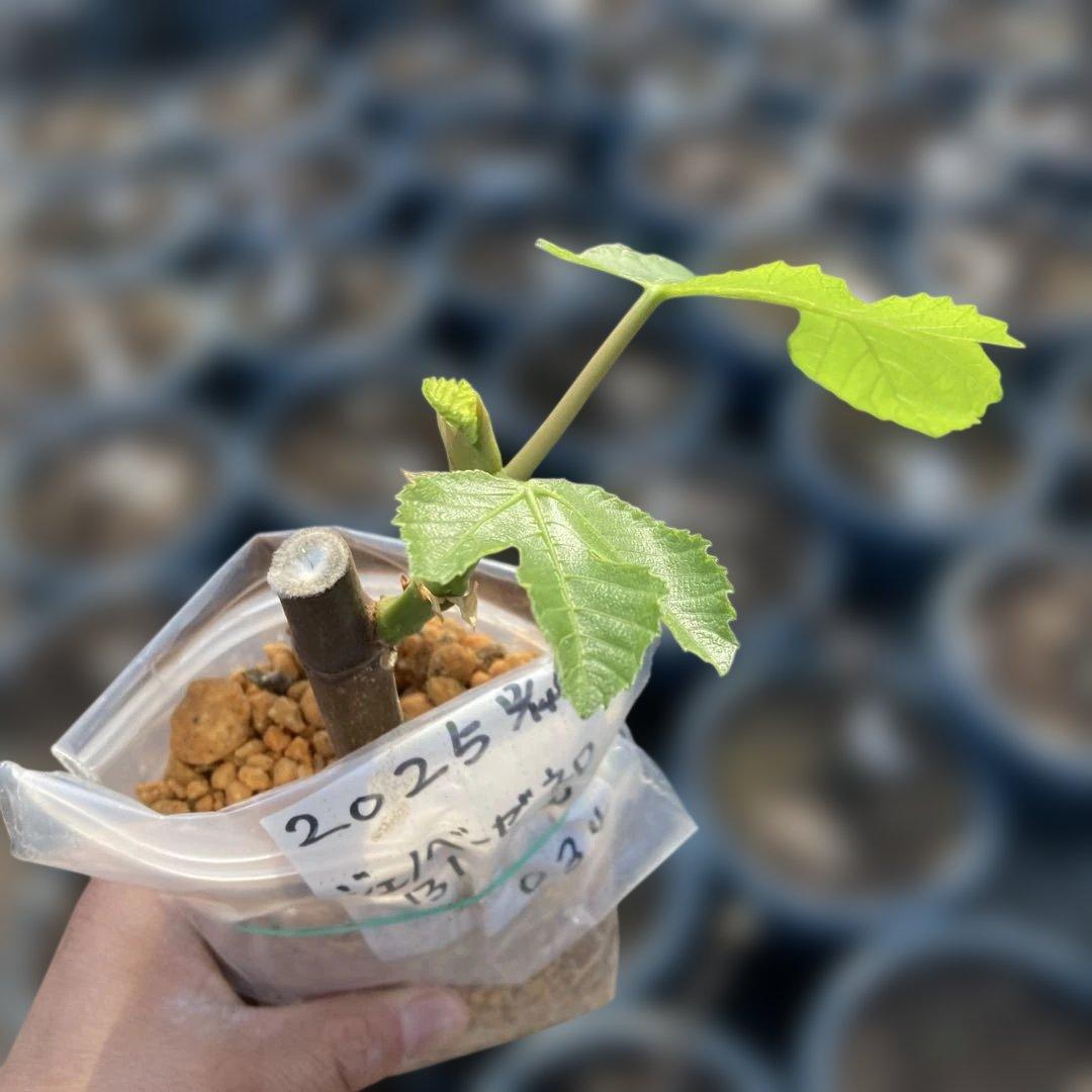 B いちじく苗木セットJamal Al Asfar他計６株セット