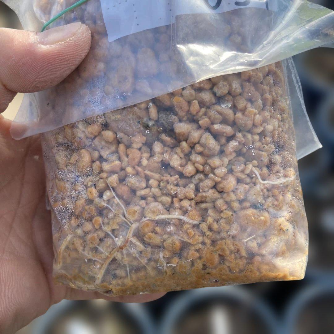 B いちじく苗木セットJamal Al Asfar他計６株セット