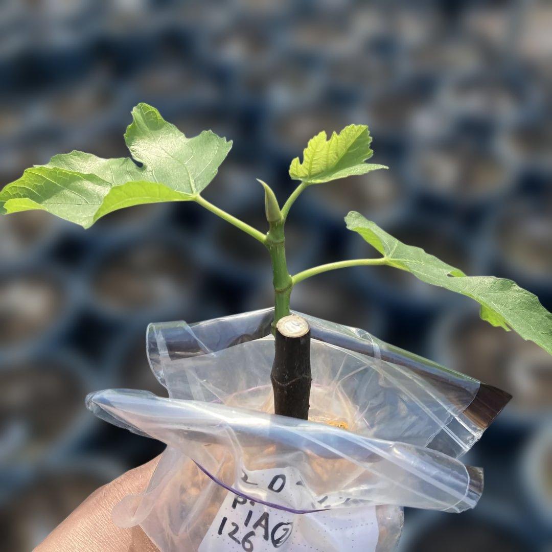 B いちじく苗木セットJamal Al Asfar他計６株セット