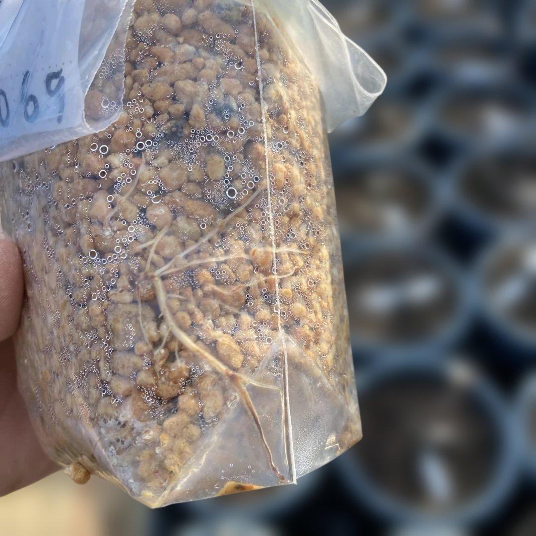 B いちじく苗木セットJamal Al Asfar他計６株セット