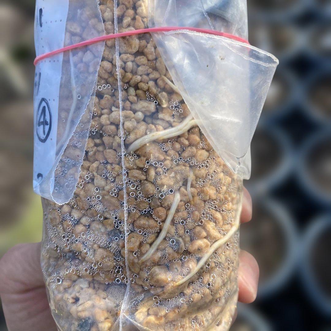 B いちじく苗木セットJamal Al Asfar他計６株セット