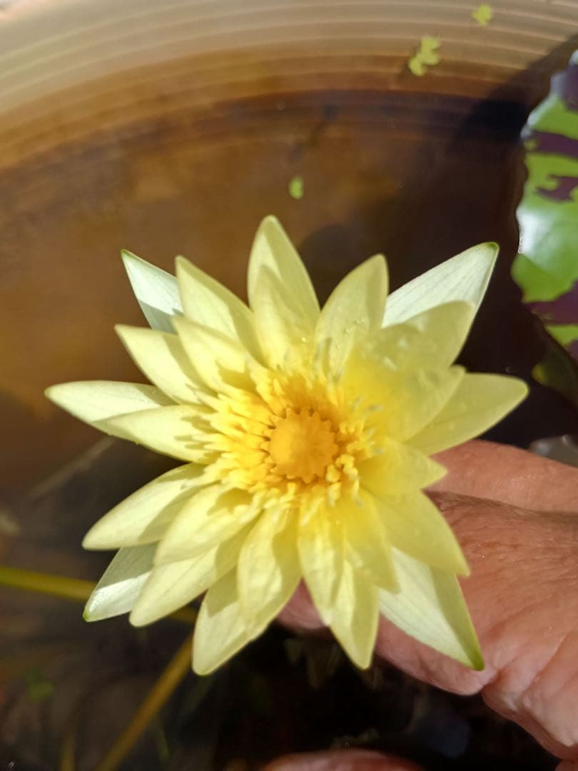 熱帯睡蓮　Pradhyota バルブ