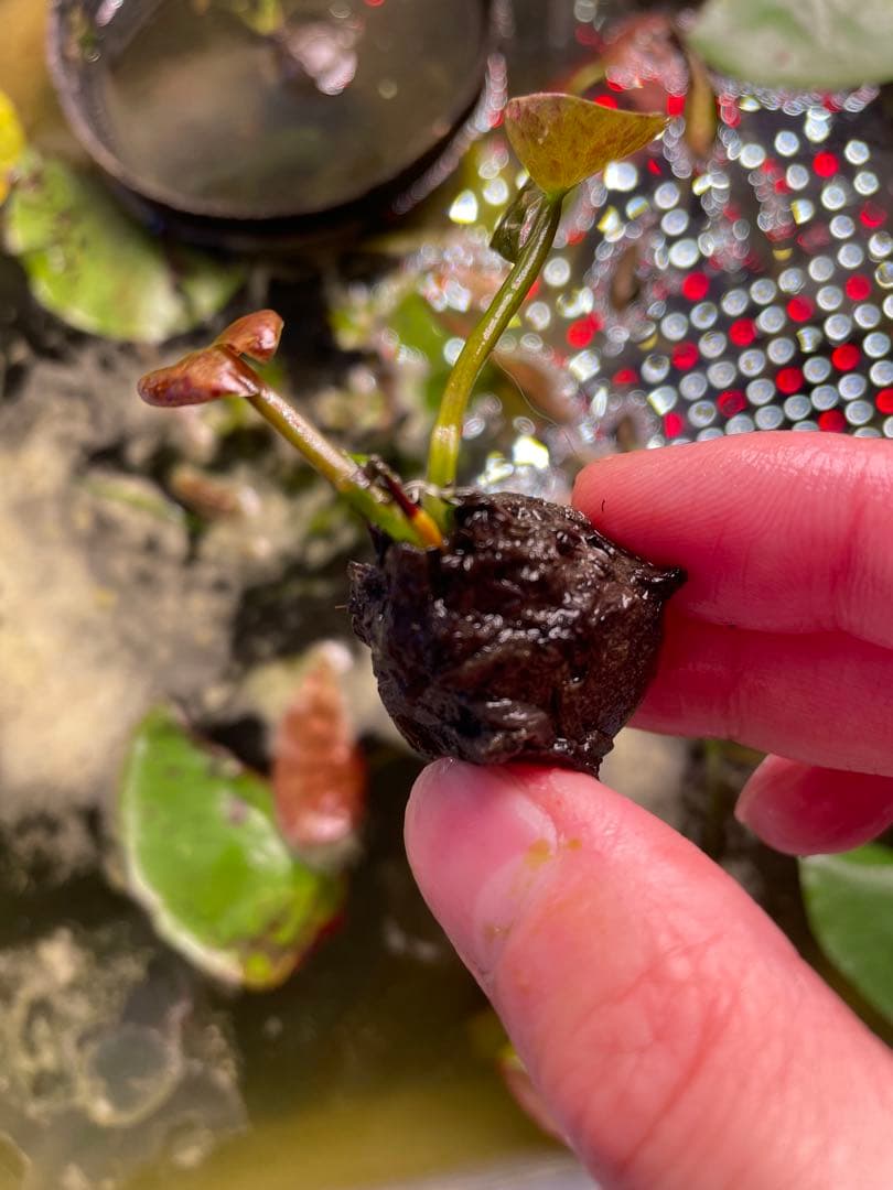 熱帯睡蓮　Pradhyota バルブ