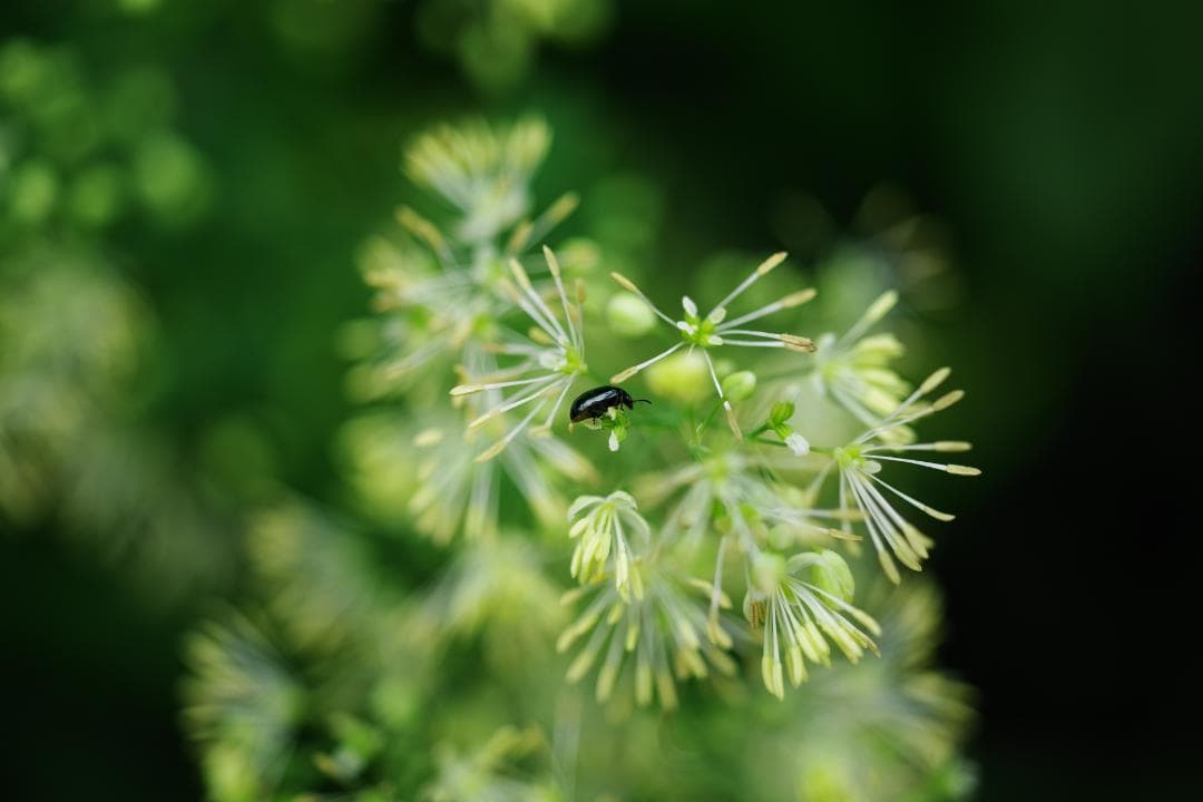 smc PENTAX-A 50mm f2.8 MACRO美品