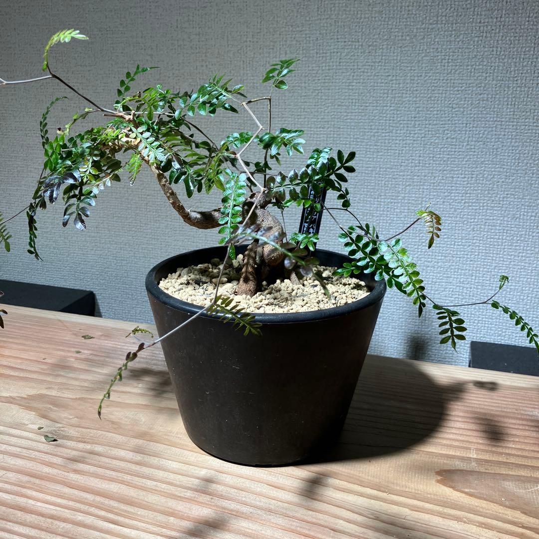 【実生】 パキプス 3本植え