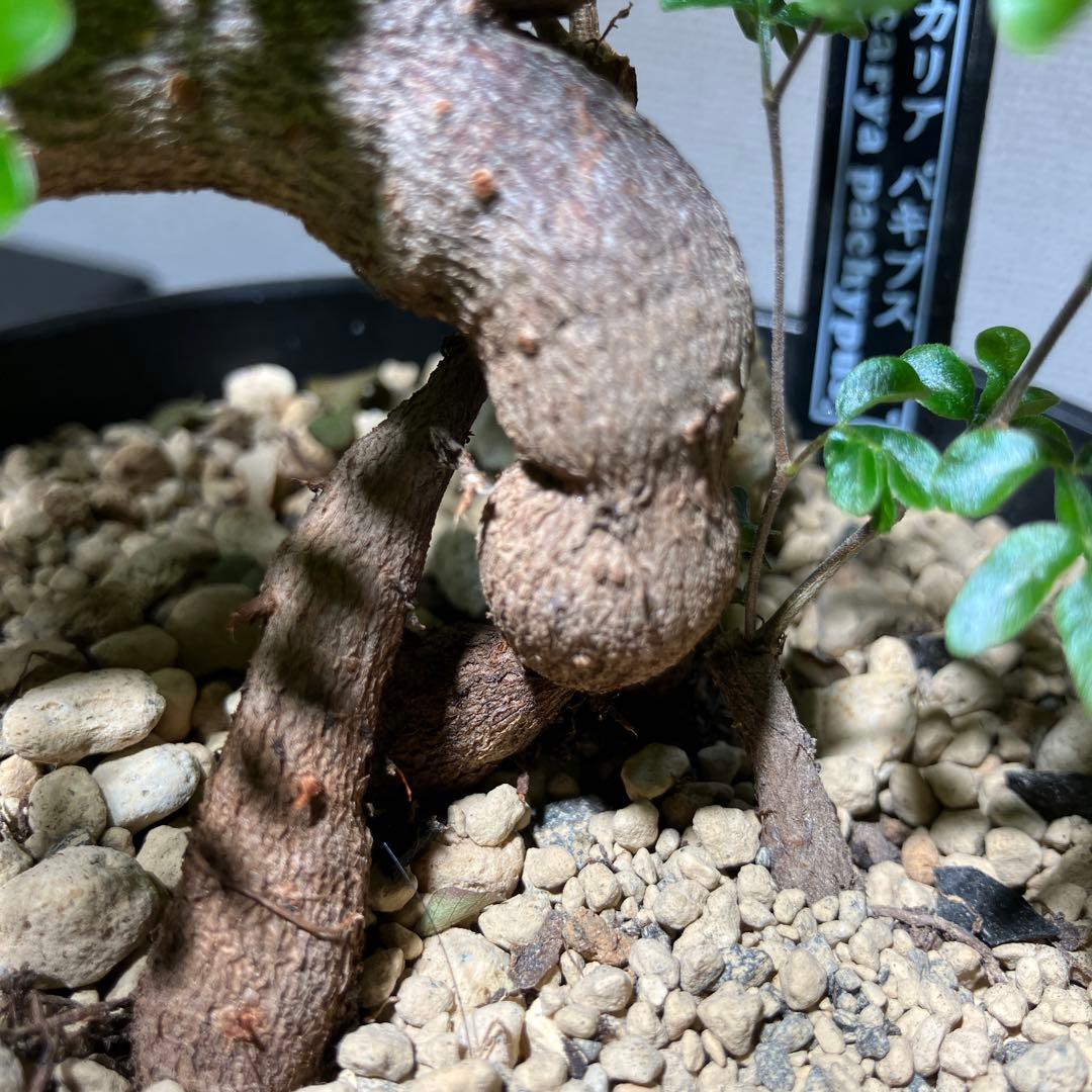 【実生】 パキプス 3本植え