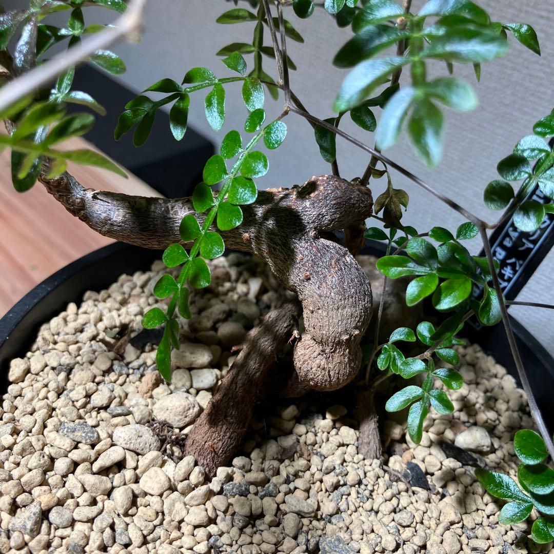 【実生】 パキプス 3本植え