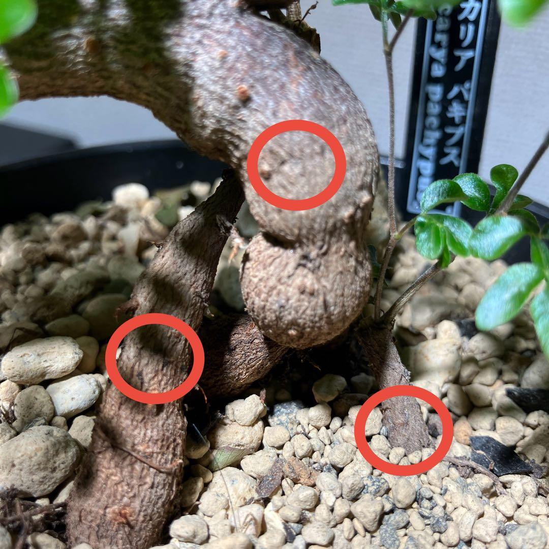 【実生】 パキプス 3本植え