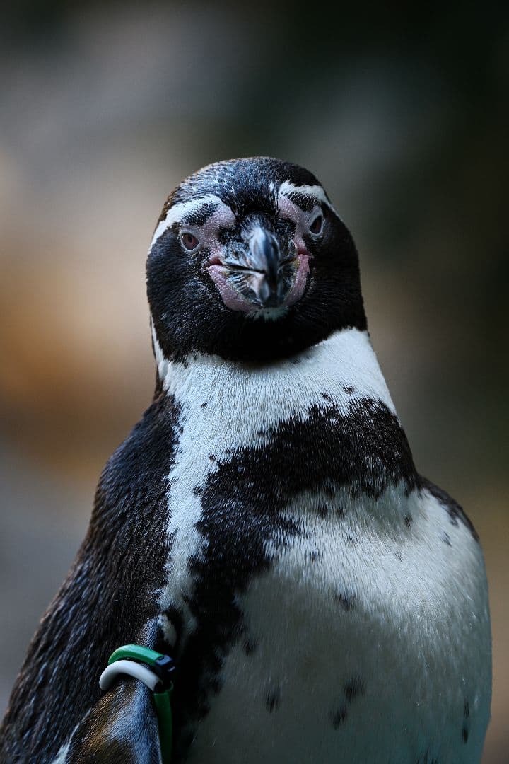 【良品】AF-S NIKKOR 200-500mm f/5.6E ED VR