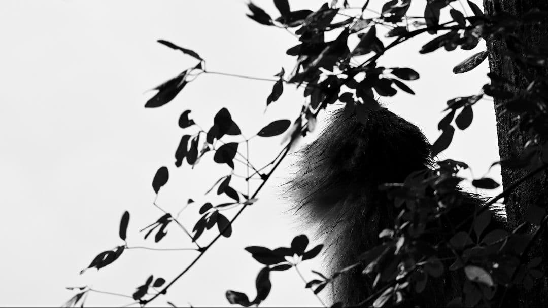 【良品】AF-S NIKKOR 200-500mm f/5.6E ED VR