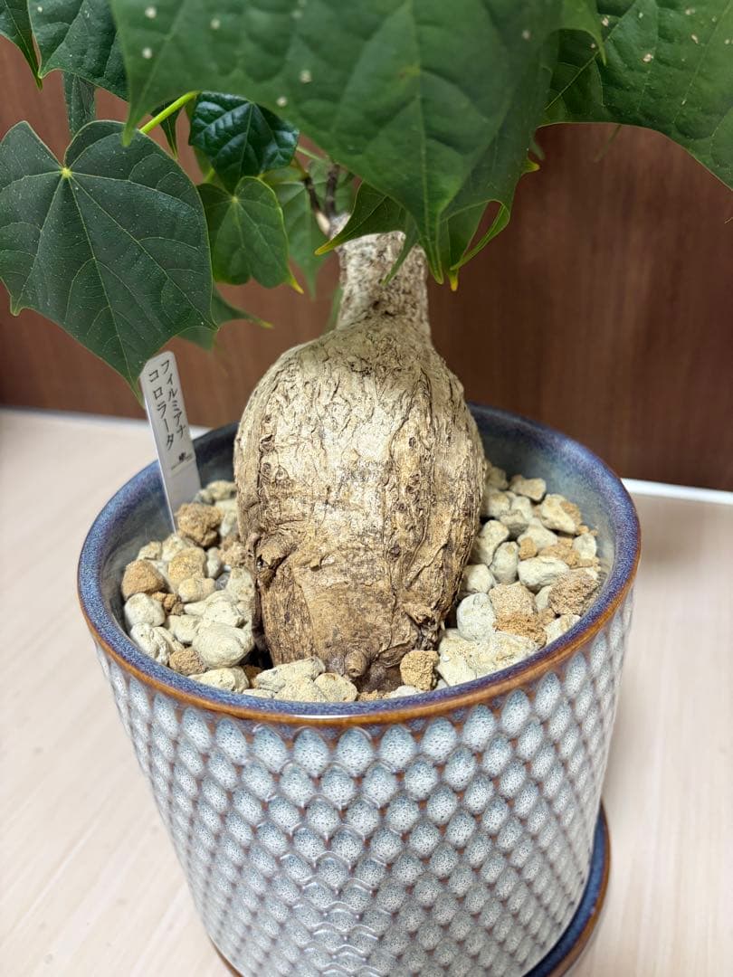 フィルミアナ コロラータ レア コーデックス 塊根植物 ハート型の葉