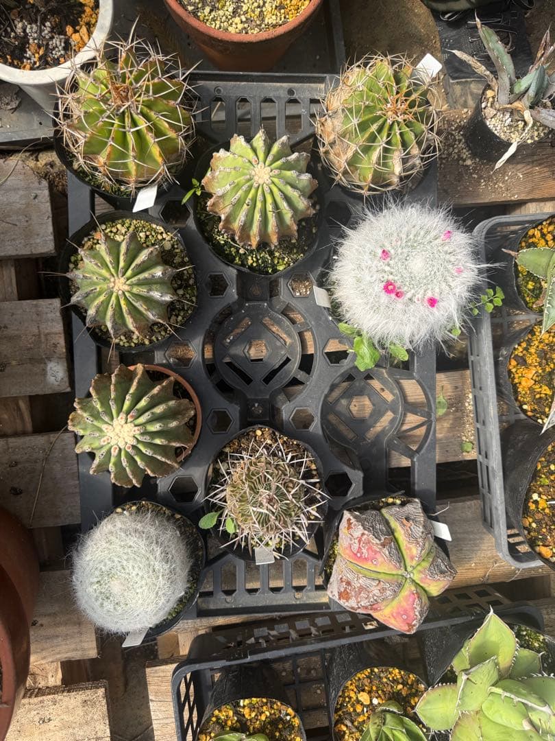 サボテンセット（多様な種類）　抜き苗
