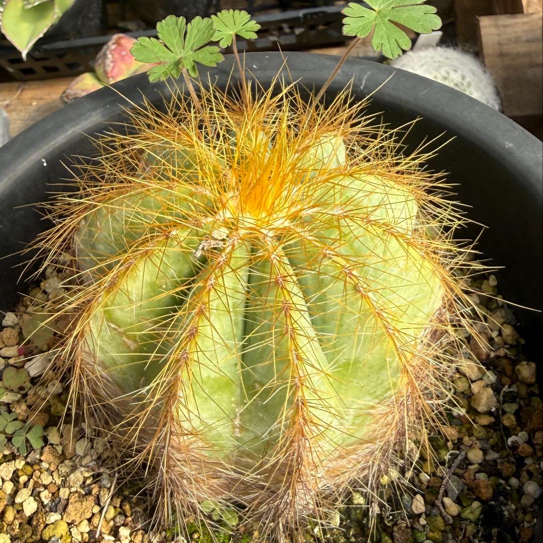 サボテンセット（多様な種類）　抜き苗