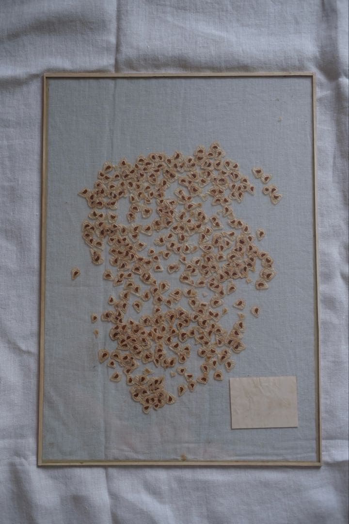 ユリの種子　標本