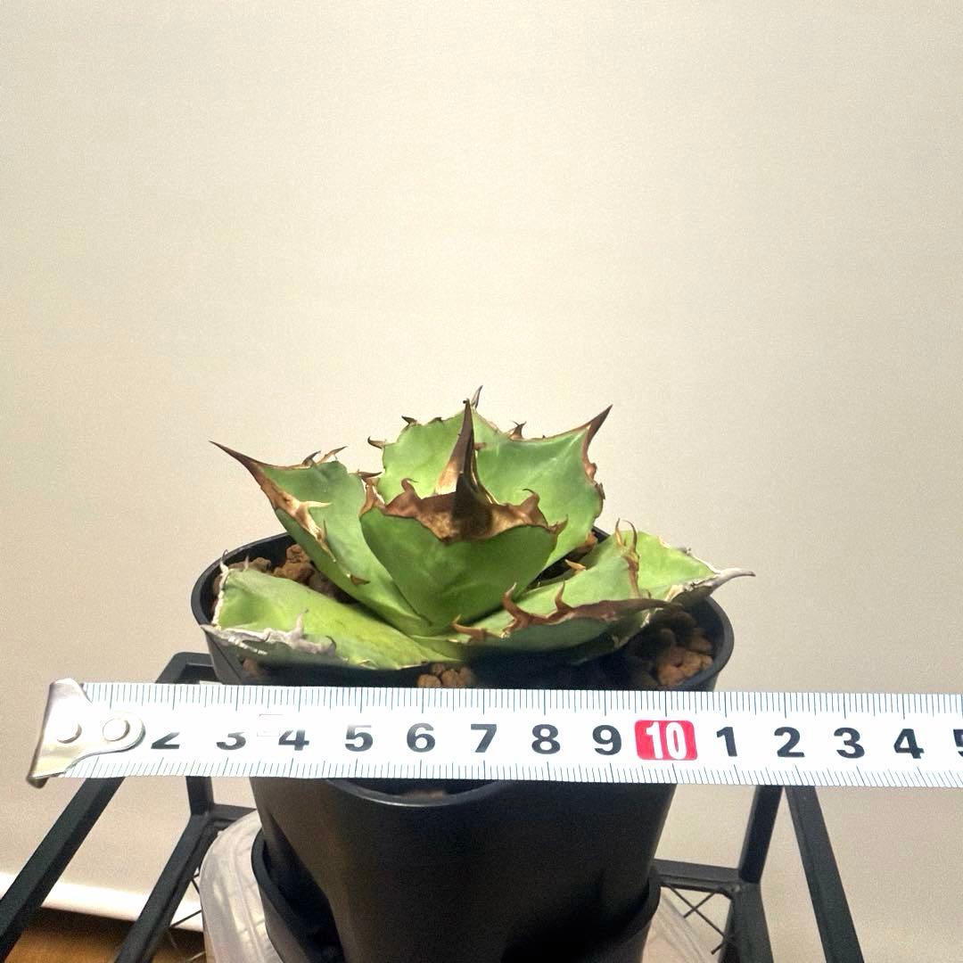 アガベ 鉢植発送 白犀牛 極上血統 スペシャル個体