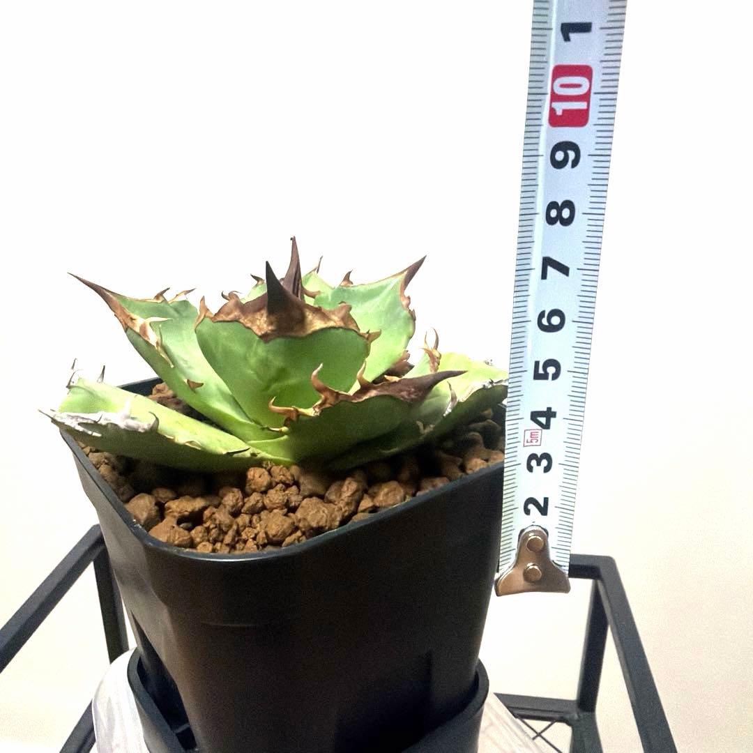 アガベ 鉢植発送 白犀牛 極上血統 スペシャル個体