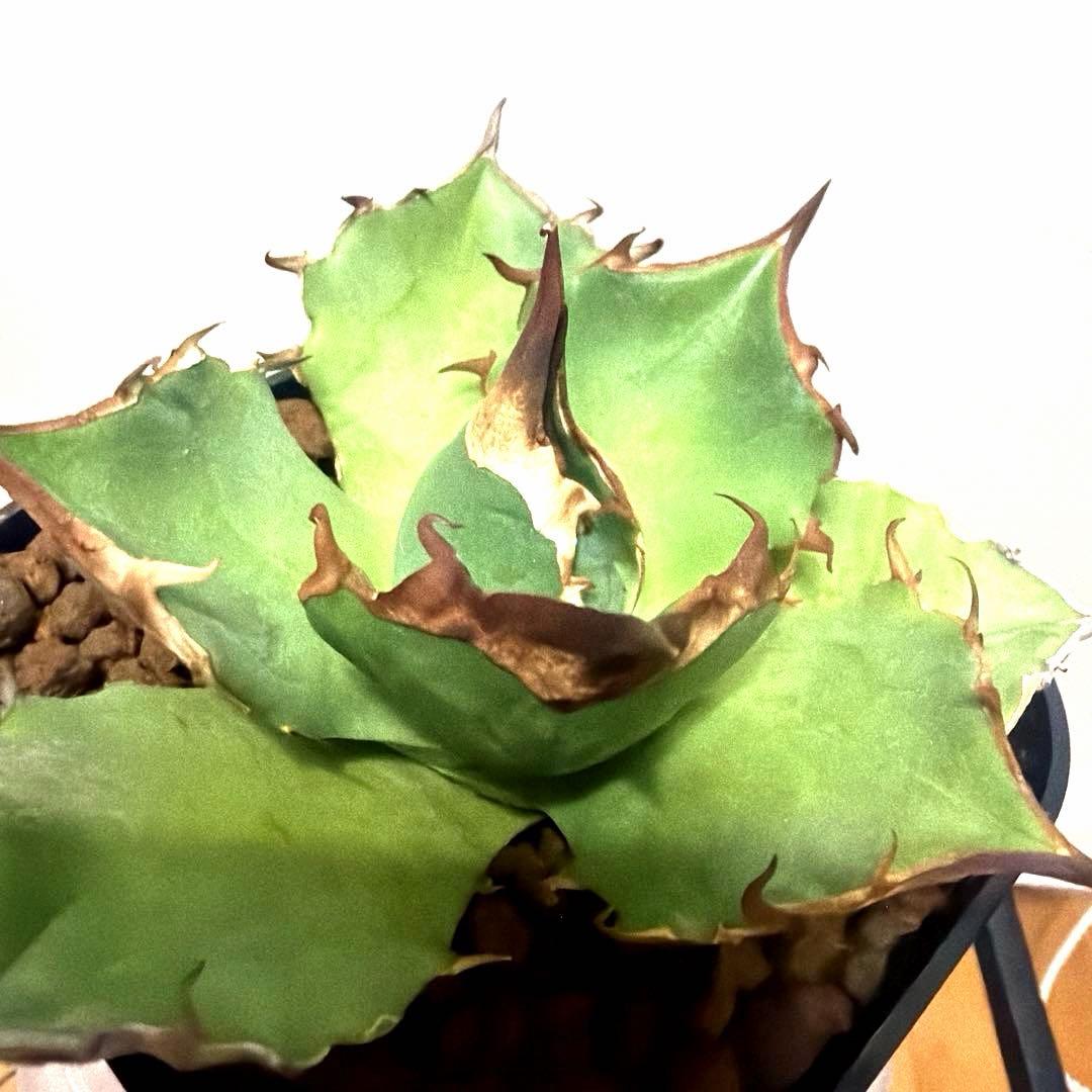 アガベ 鉢植発送 白犀牛 極上血統 スペシャル個体