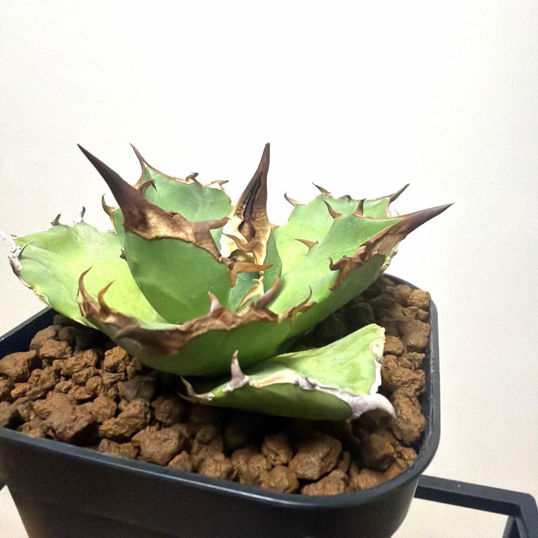 アガベ 鉢植発送 白犀牛 極上血統 スペシャル個体