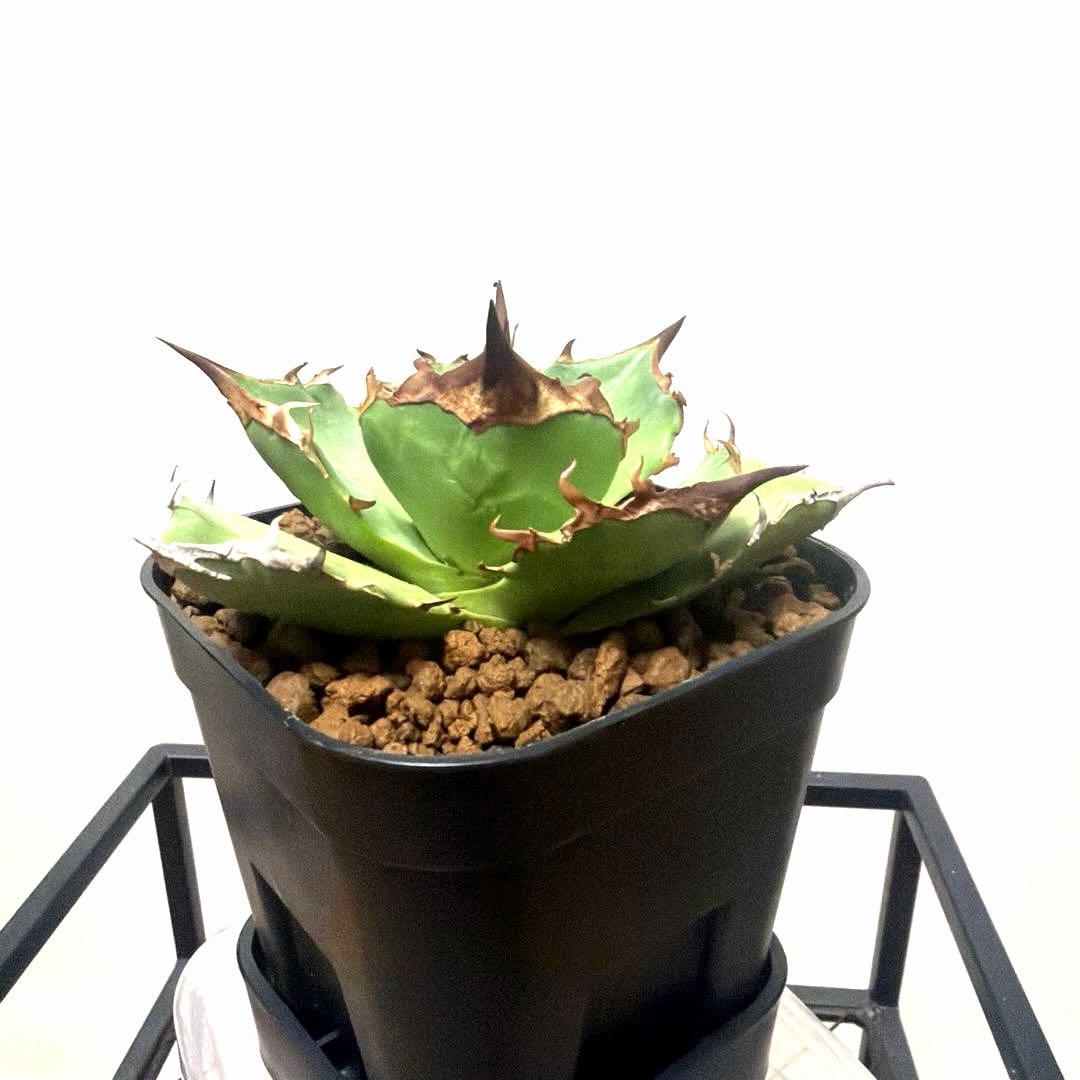 アガベ 鉢植発送 白犀牛 極上血統 スペシャル個体