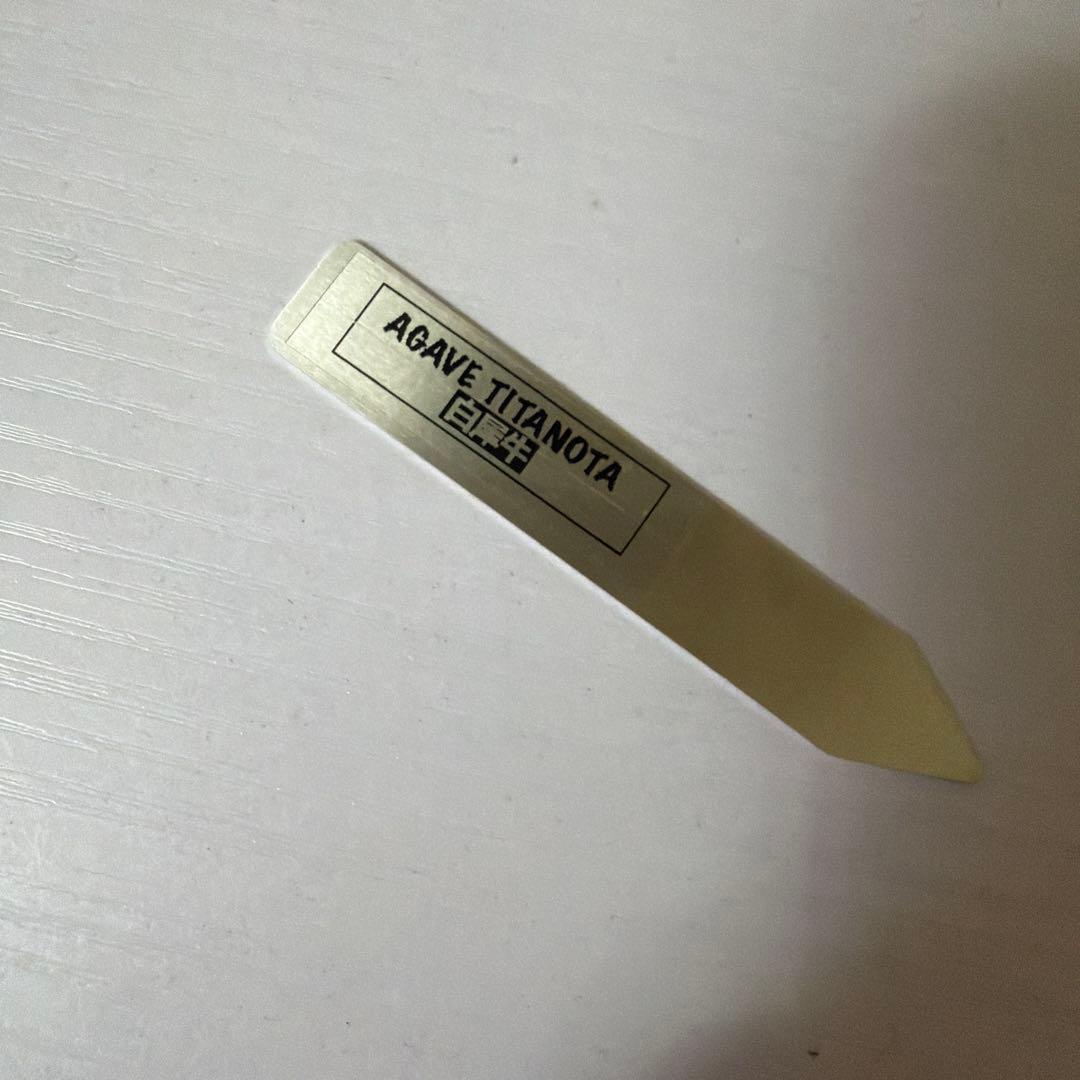 アガベ 鉢植発送 白犀牛 極上血統 スペシャル個体