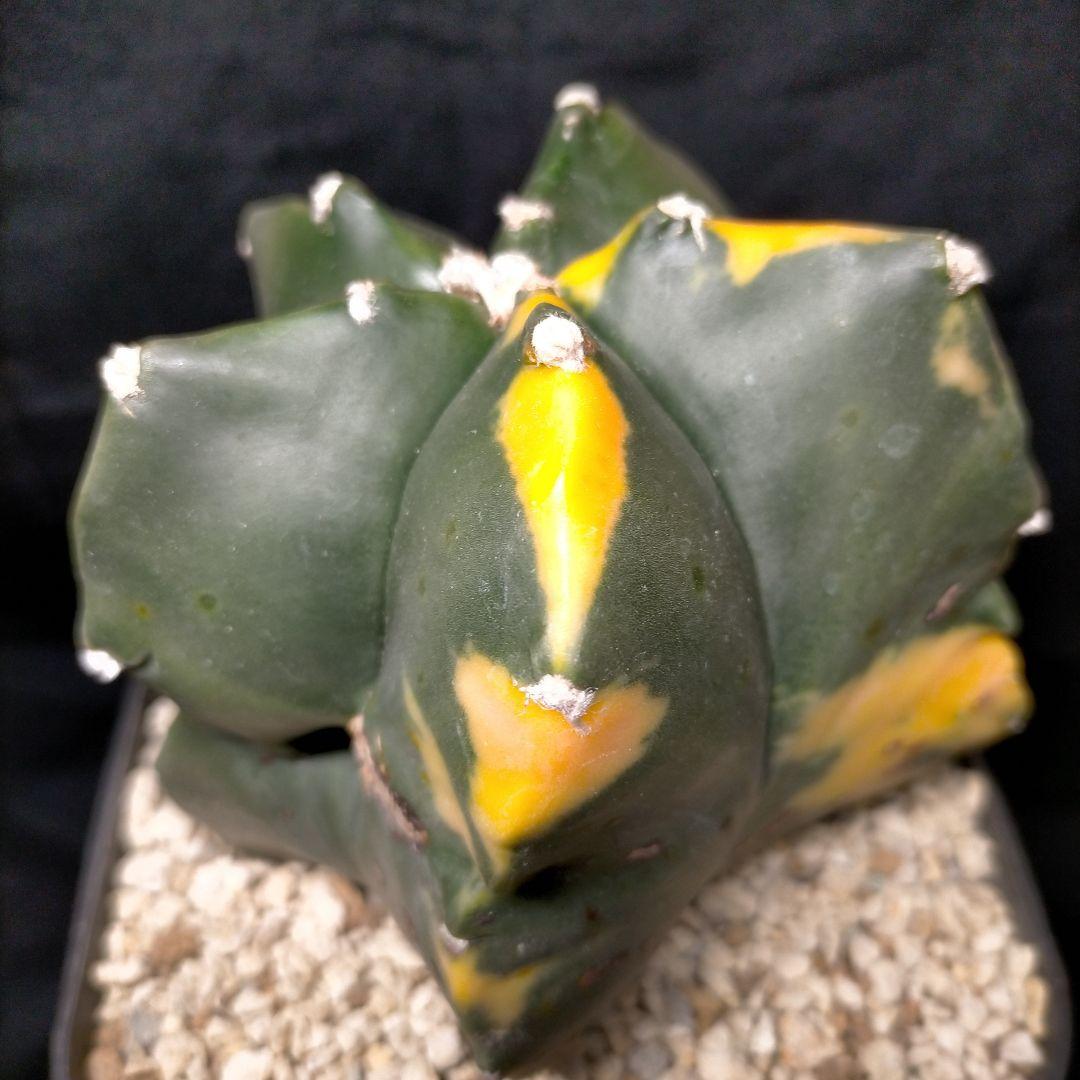 アストロフィツム 碧瑠璃鸞鳳玉錦 斑入り ランポー 亀甲 兜 大鳳玉 般若 中株