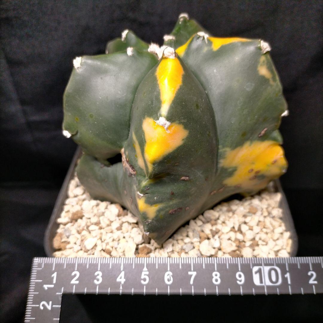 アストロフィツム 碧瑠璃鸞鳳玉錦 斑入り ランポー 亀甲 兜 大鳳玉 般若 中株