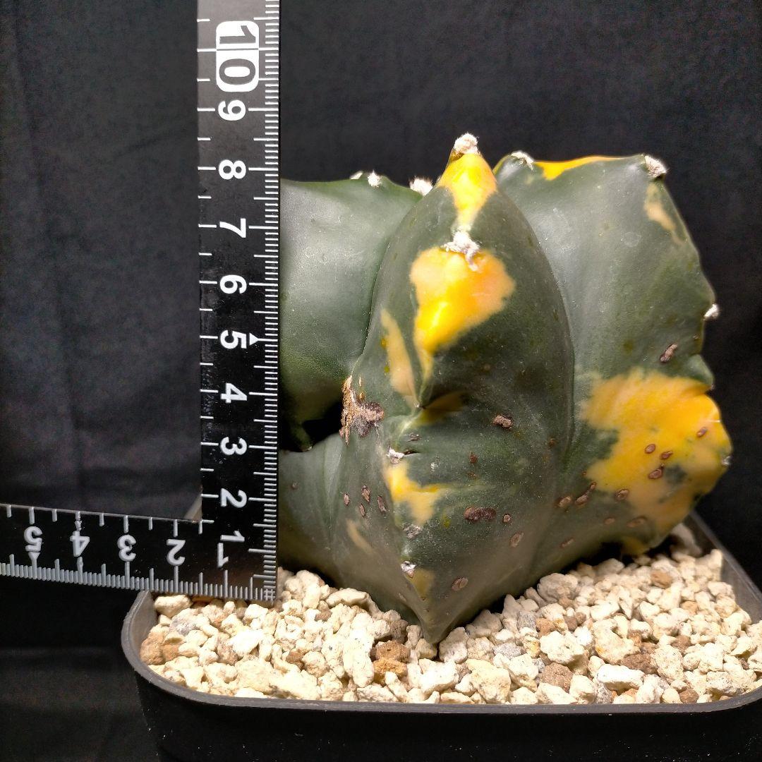 アストロフィツム 碧瑠璃鸞鳳玉錦 斑入り ランポー 亀甲 兜 大鳳玉 般若 中株