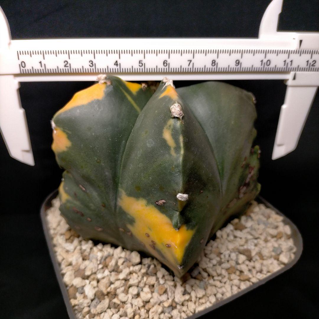 アストロフィツム 碧瑠璃鸞鳳玉錦 斑入り ランポー 亀甲 兜 大鳳玉 般若 中株