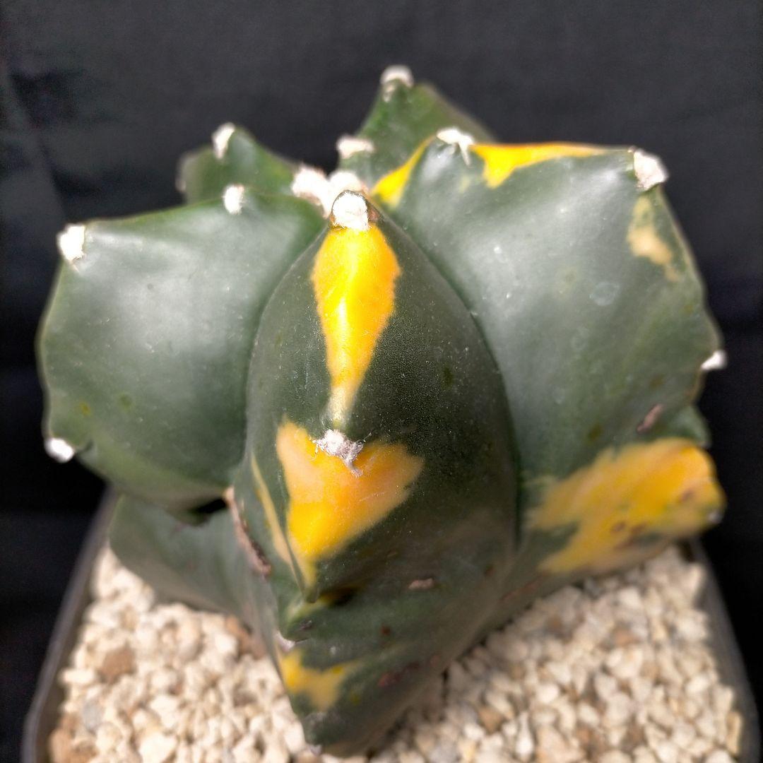 アストロフィツム 碧瑠璃鸞鳳玉錦 斑入り ランポー 亀甲 兜 大鳳玉 般若 中株