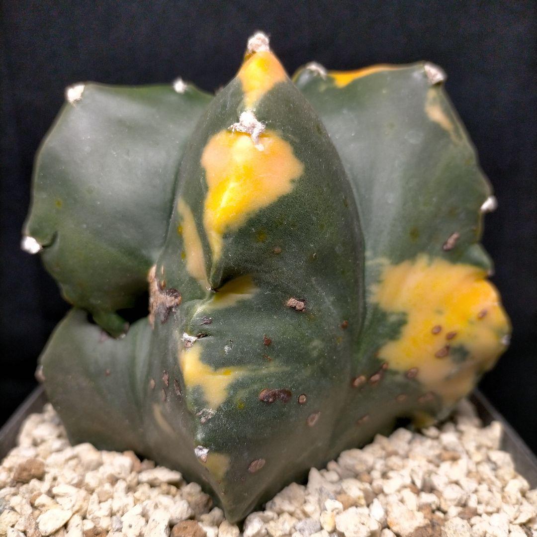 アストロフィツム 碧瑠璃鸞鳳玉錦 斑入り ランポー 亀甲 兜 大鳳玉 般若 中株