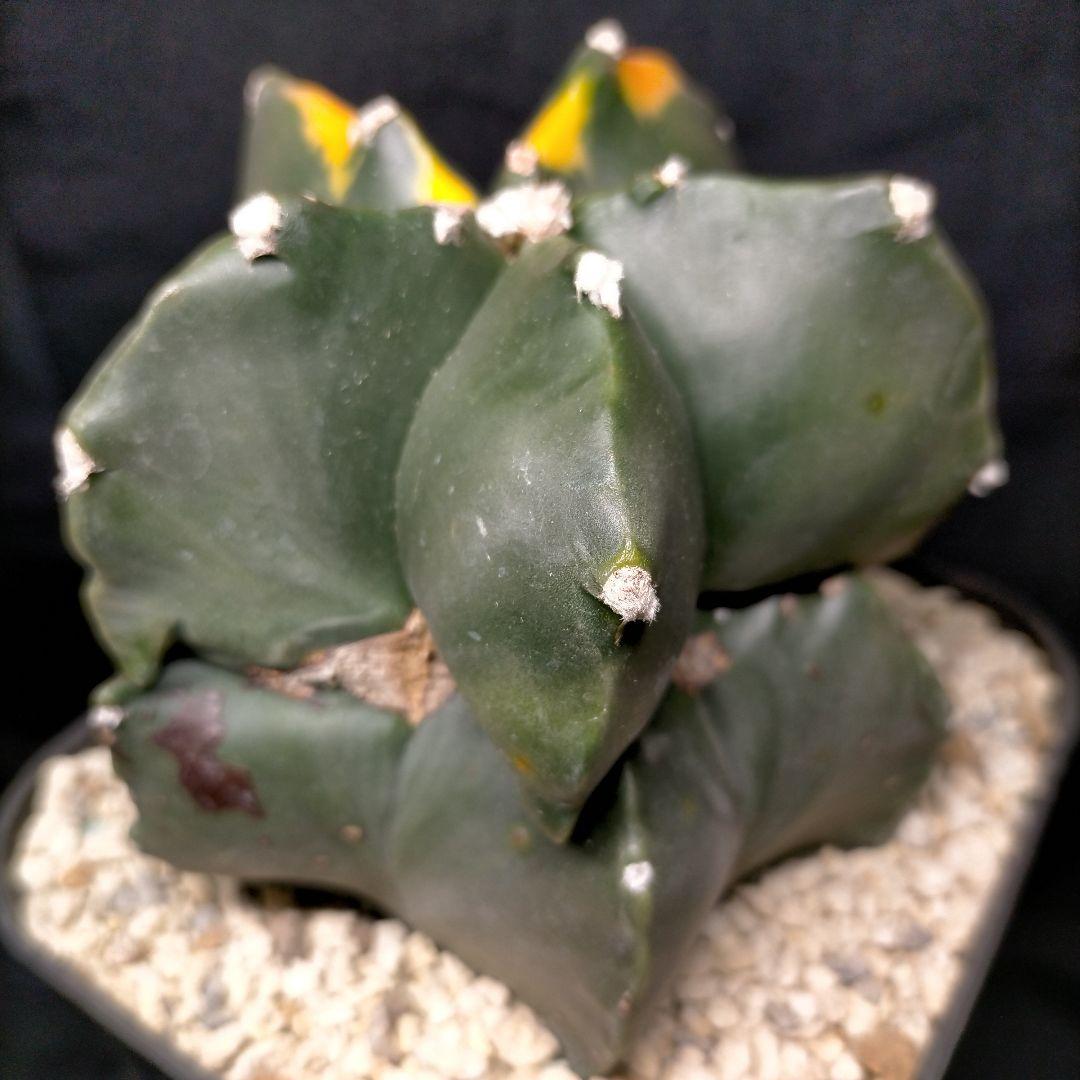 アストロフィツム 碧瑠璃鸞鳳玉錦 斑入り ランポー 亀甲 兜 大鳳玉 般若 中株