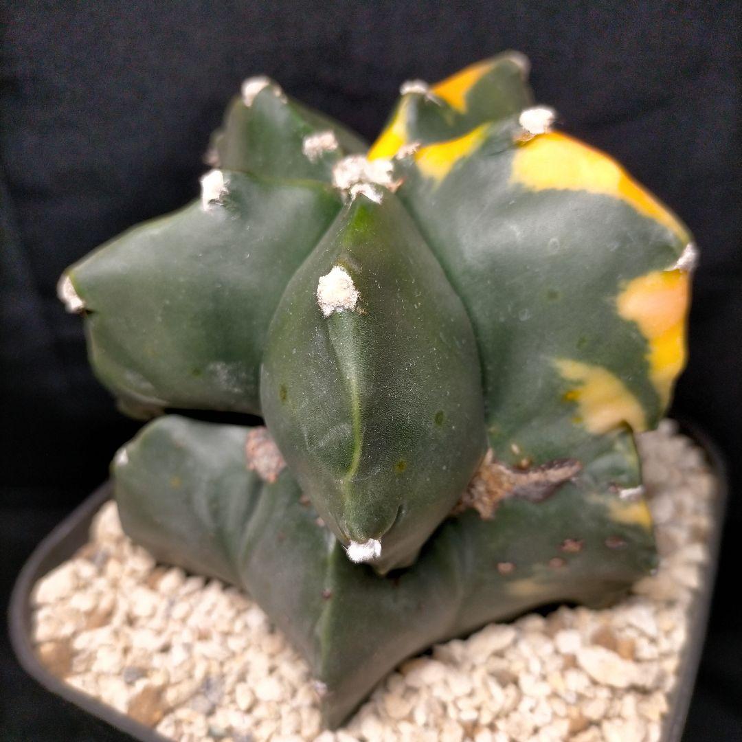 アストロフィツム 碧瑠璃鸞鳳玉錦 斑入り ランポー 亀甲 兜 大鳳玉 般若 中株